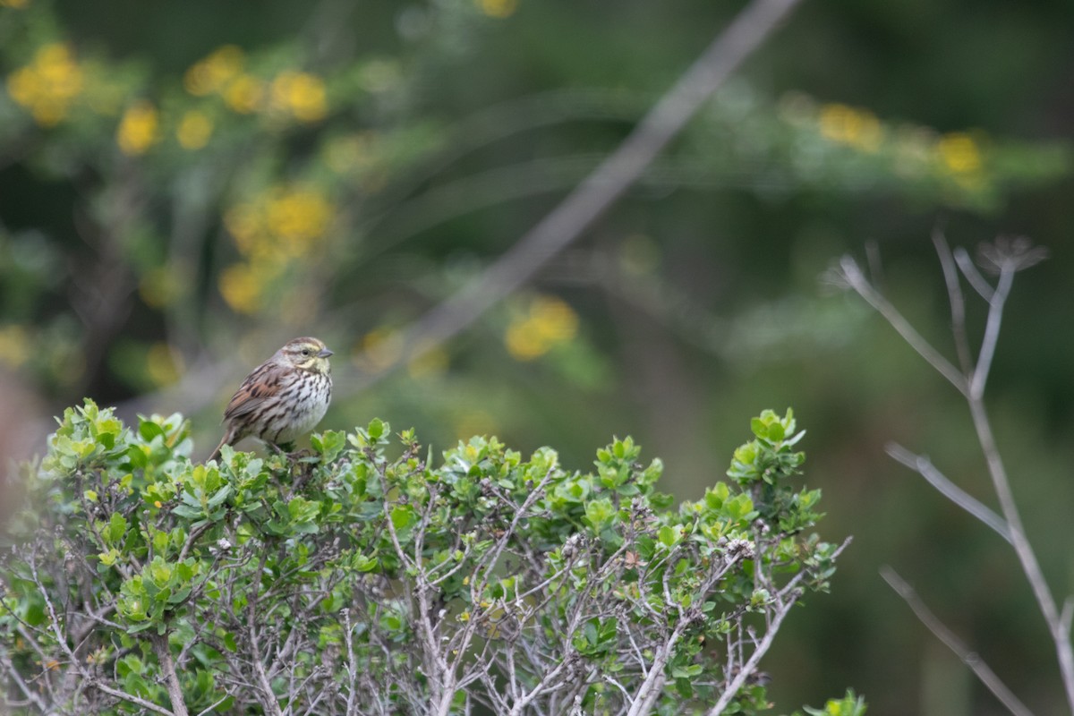 Song Sparrow - Emily Berk