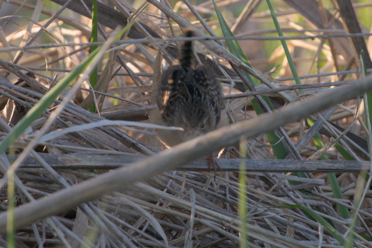 Sedge Wren - Dana Siefer