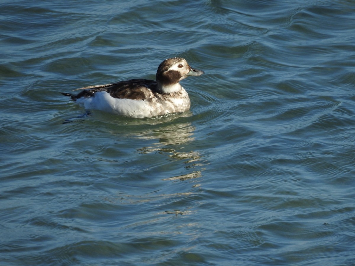 Long-tailed Duck - Greg Estep