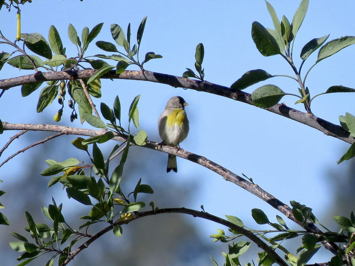 Lawrence's Goldfinch - Kenneth Weaver