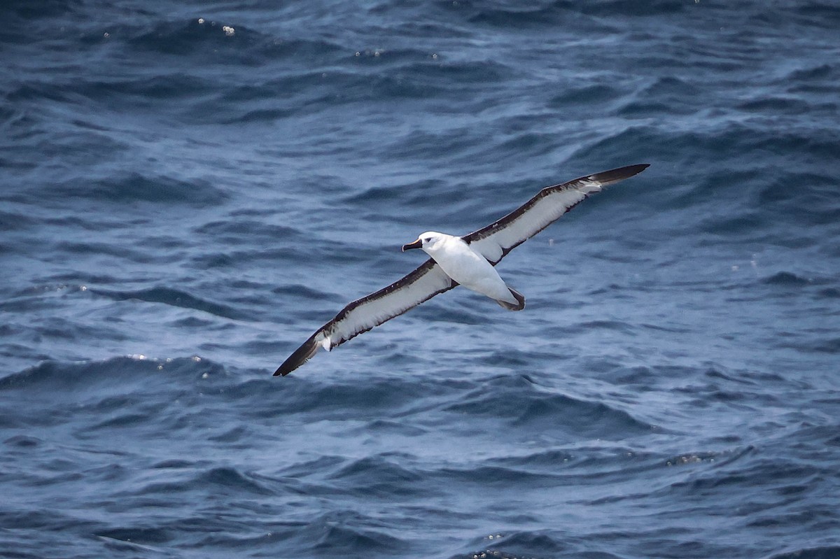 Atlantik Sarı Gagalı Albatrosu - ML618189865