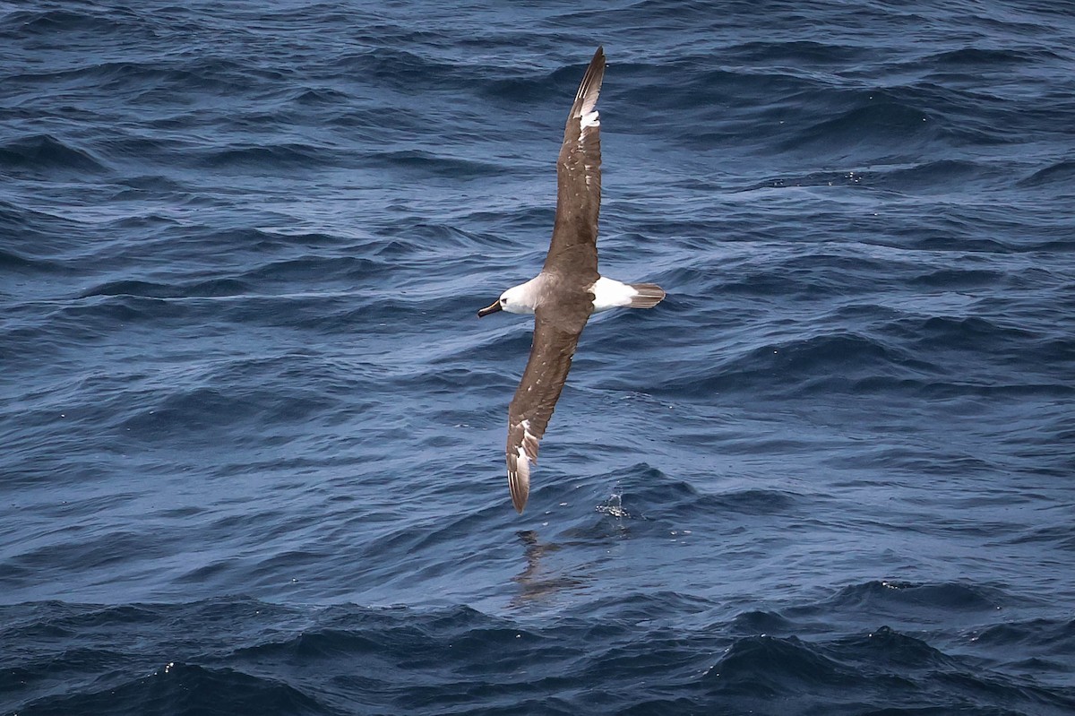 Albatros à nez jaune - ML618189871