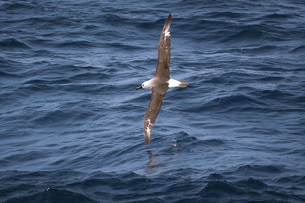 Gelbnasenalbatros - ML618189871