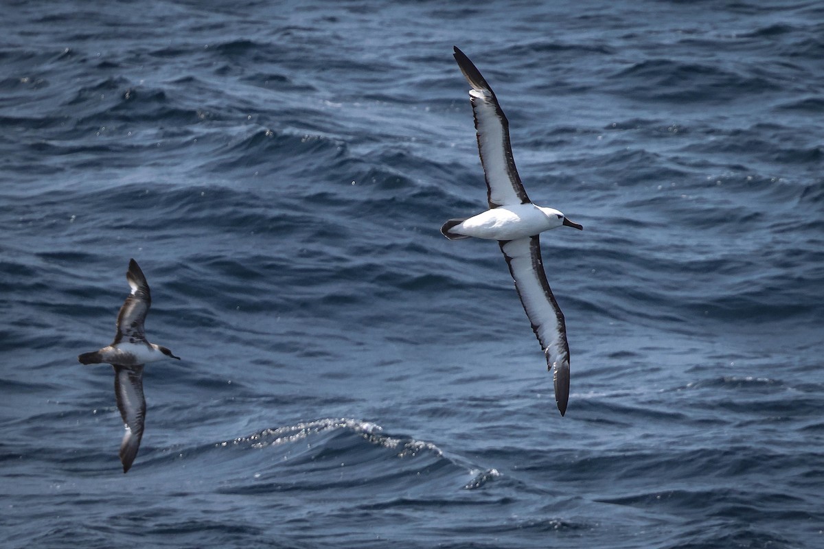 Atlantik Sarı Gagalı Albatrosu - ML618189874