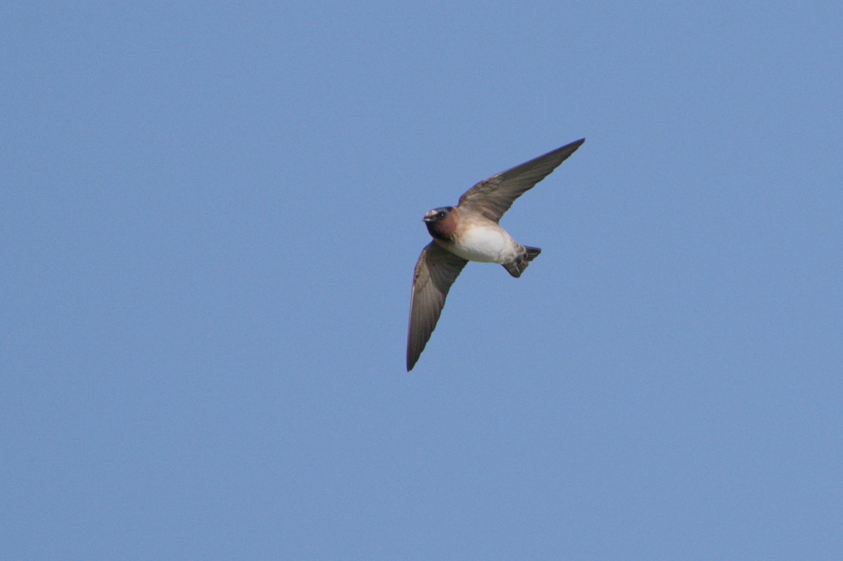 Cliff Swallow - ML618189889