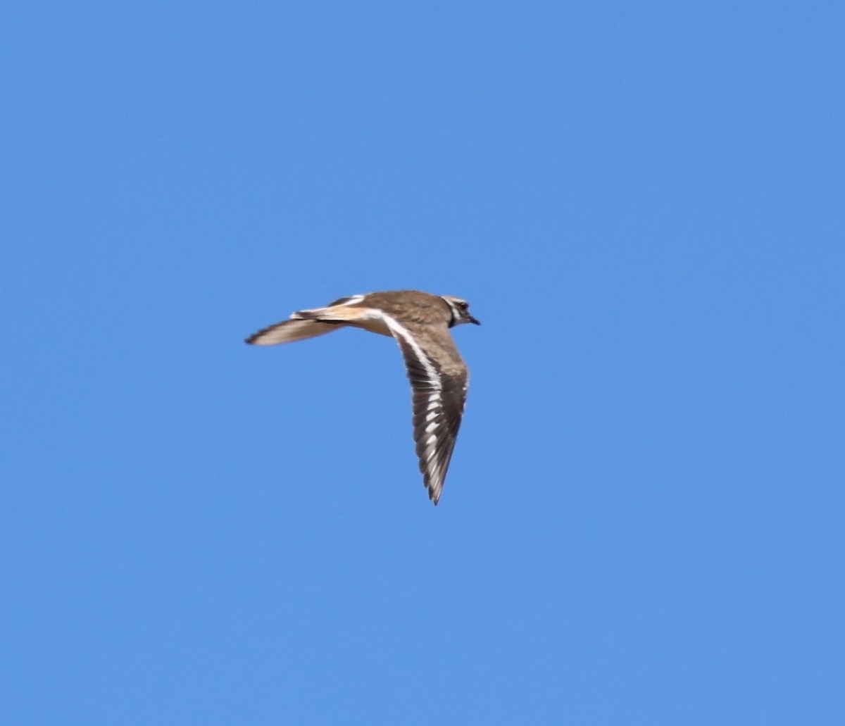 Killdeer - burton balkind