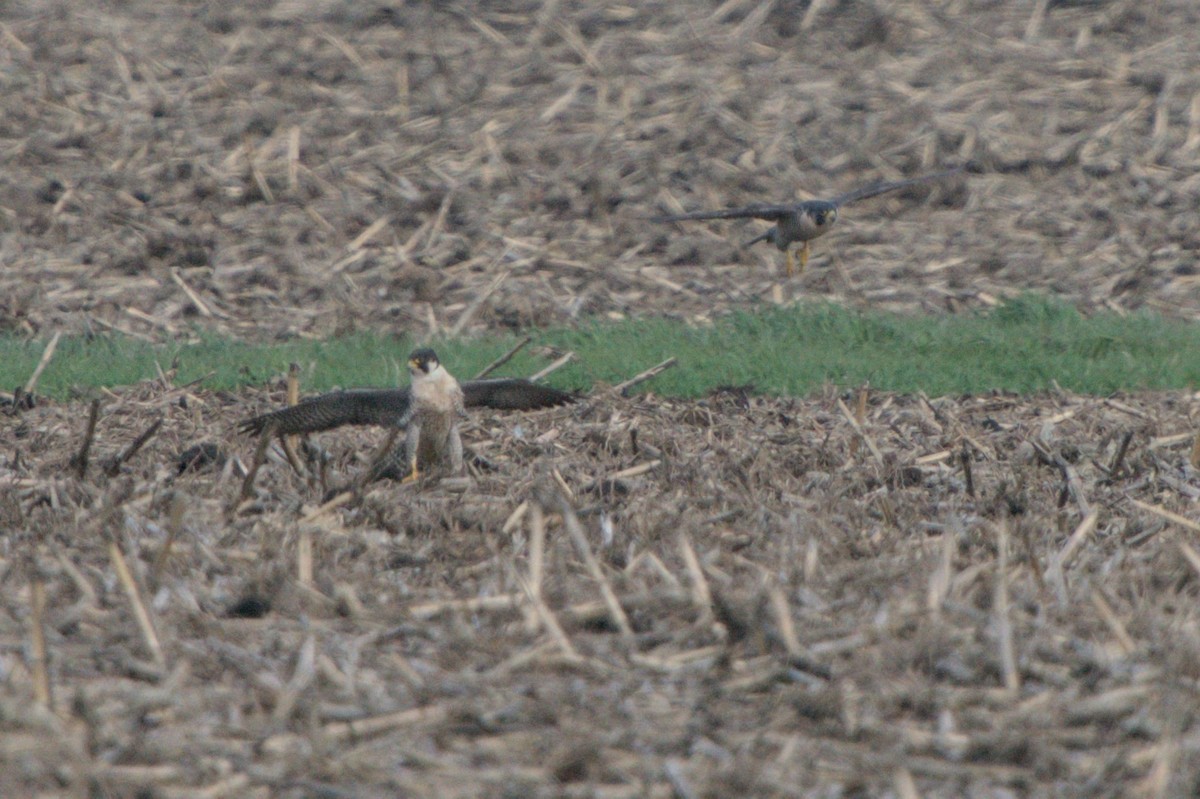 Peregrine Falcon - ML618189914