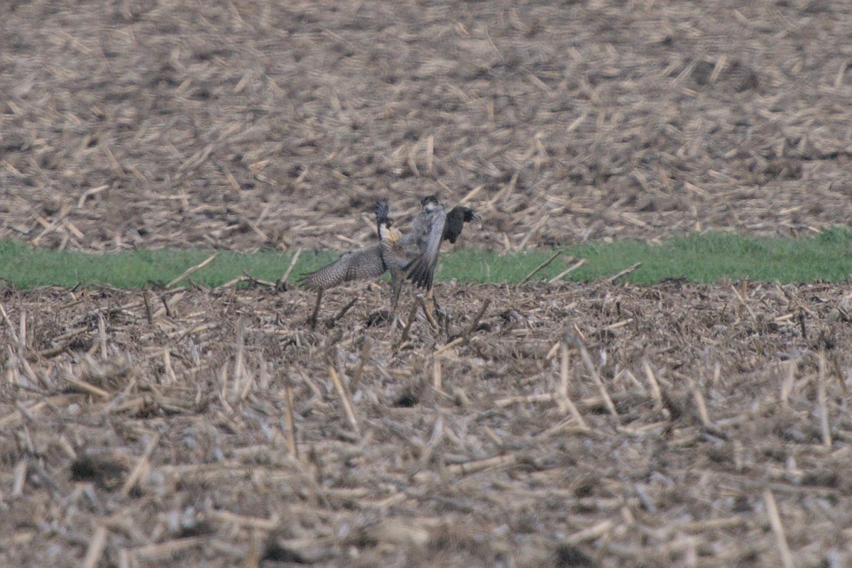 Halcón Peregrino - ML618189915