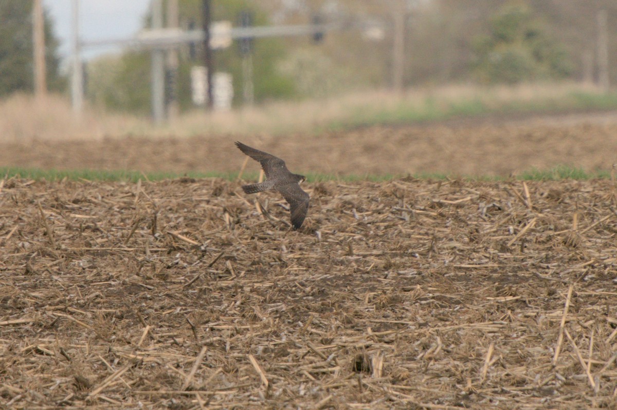 Peregrine Falcon - Dana Siefer