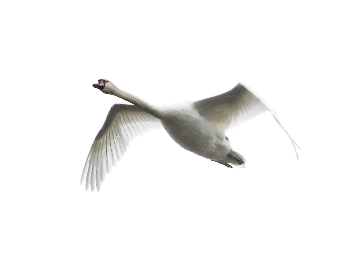 Mute Swan - ML618189926