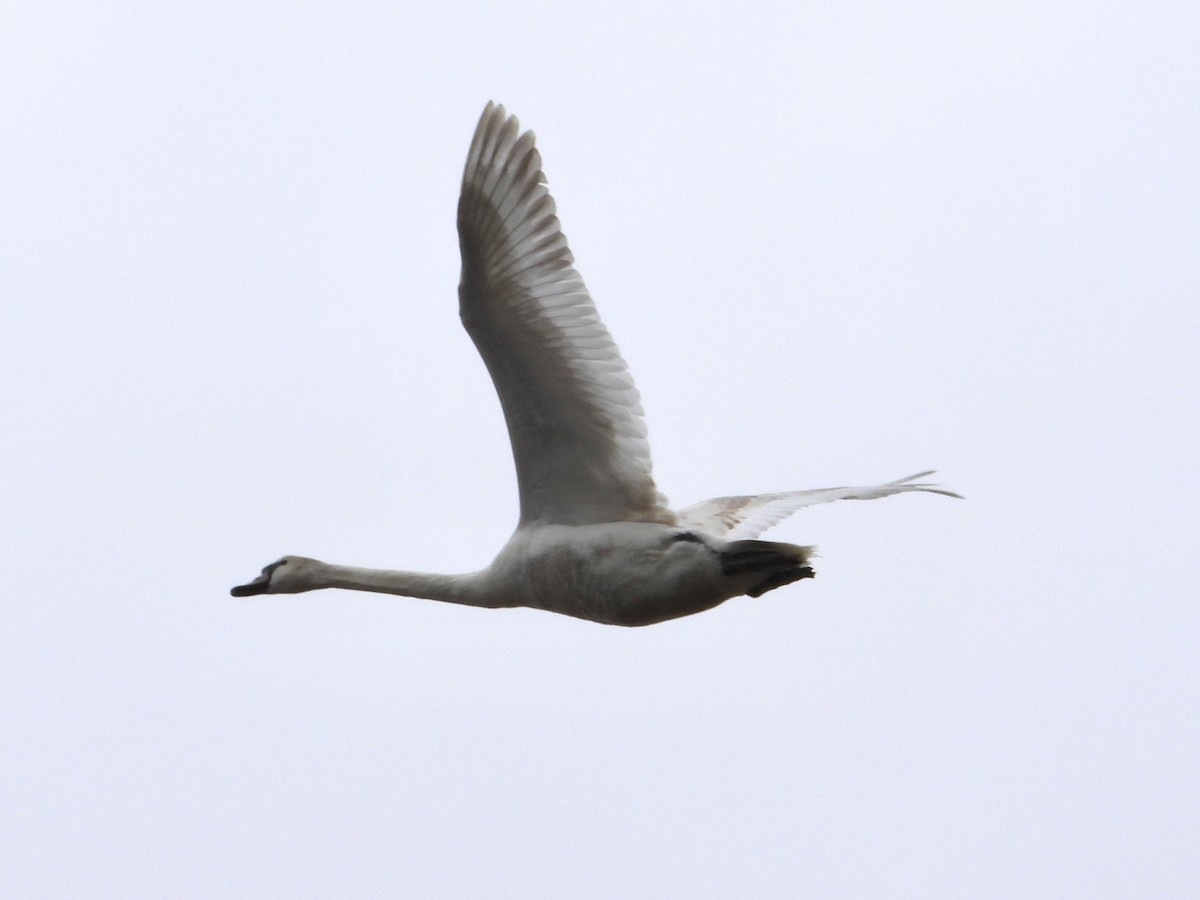 Mute Swan - ML618189927