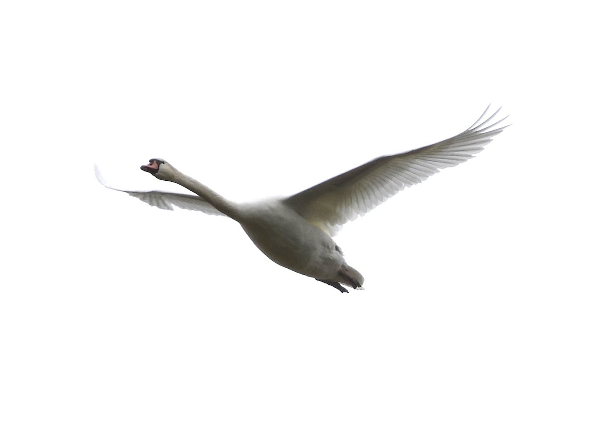 Cygne tuberculé - ML618189928