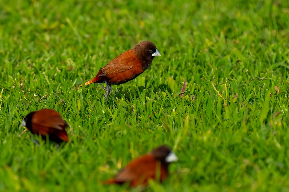 Chestnut Munia - Andrea C