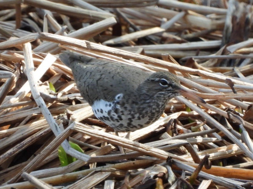 Spotted Sandpiper - Cliff Dekdebrun