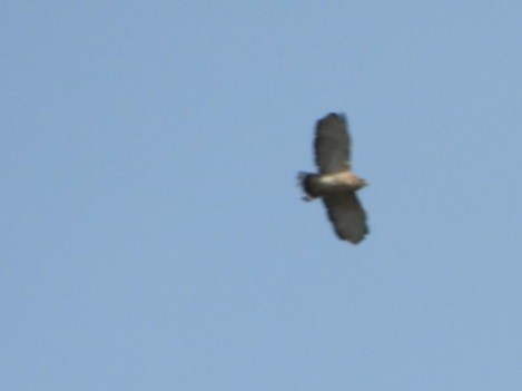 Broad-winged Hawk - Cliff Dekdebrun
