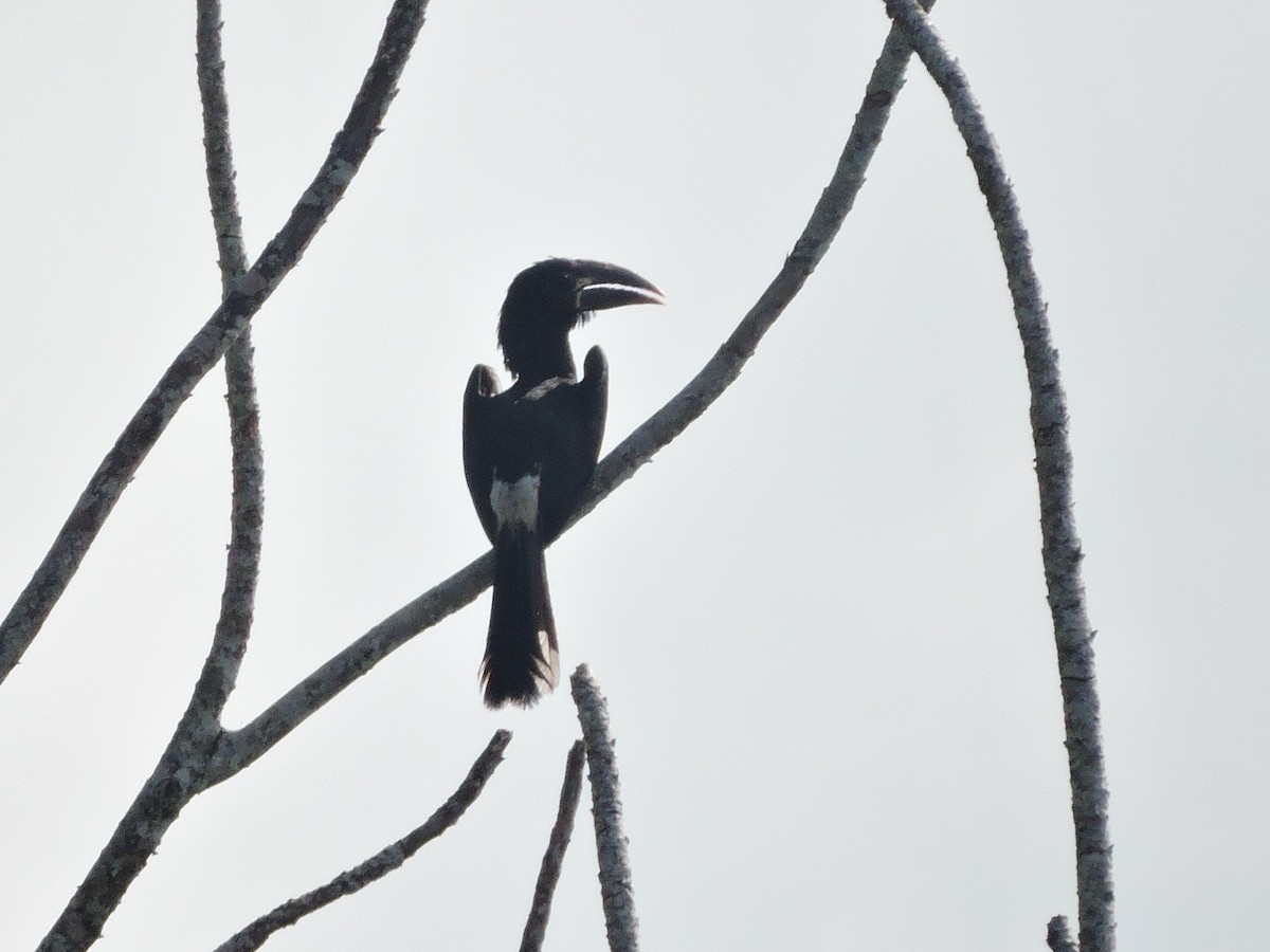 Piping Hornbill - ML618189959