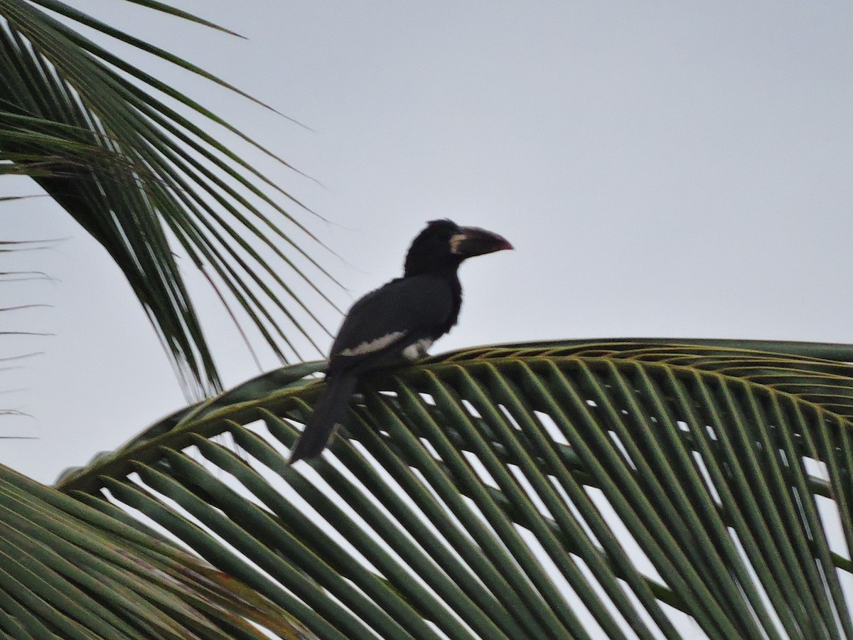 Piping Hornbill - ML618189960