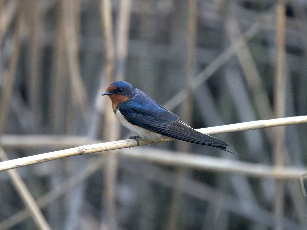 Barn Swallow - Daimon E