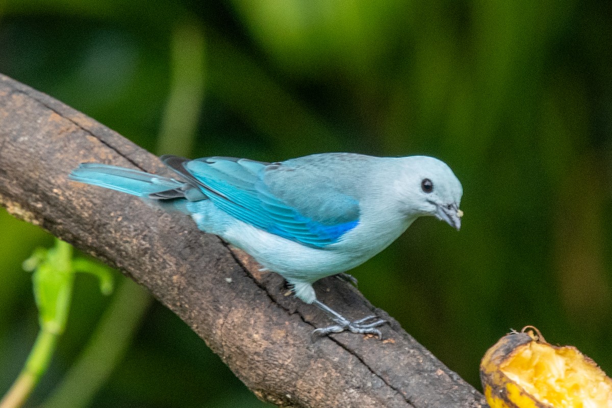 Blue-gray Tanager - Mel & Deb Broten