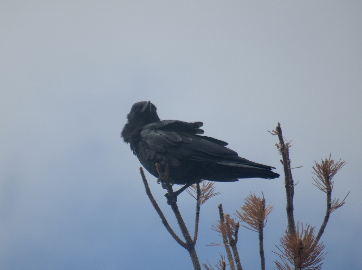 American Crow - Laurel Armstrong