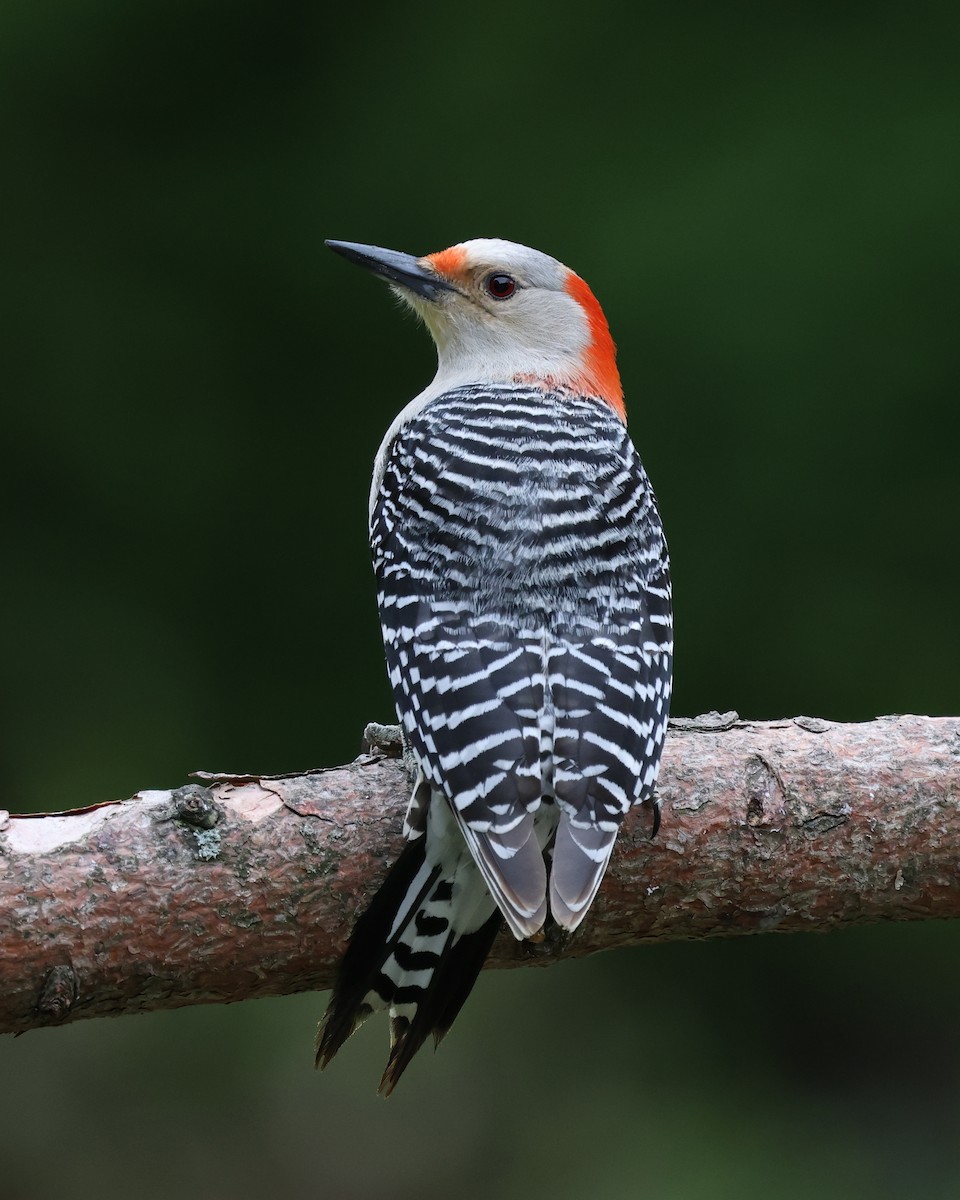 Red-bellied Woodpecker - Mark Sak