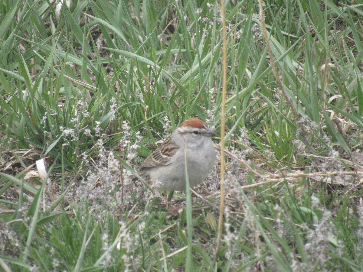 Chipping Sparrow - Laurel Armstrong