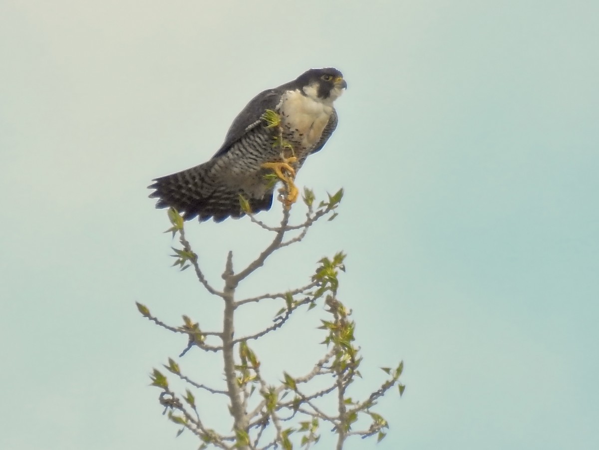 Peregrine Falcon - ML618190035