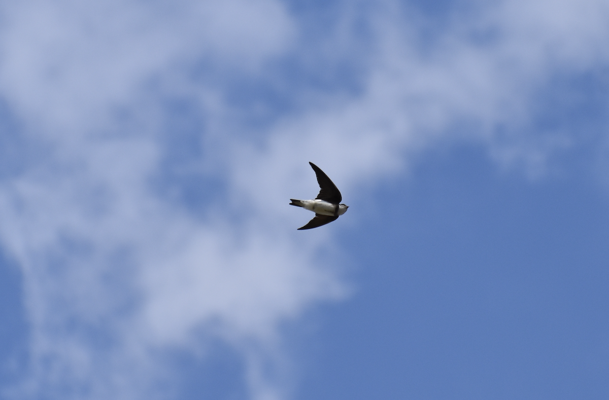 Bank Swallow - ML618190054