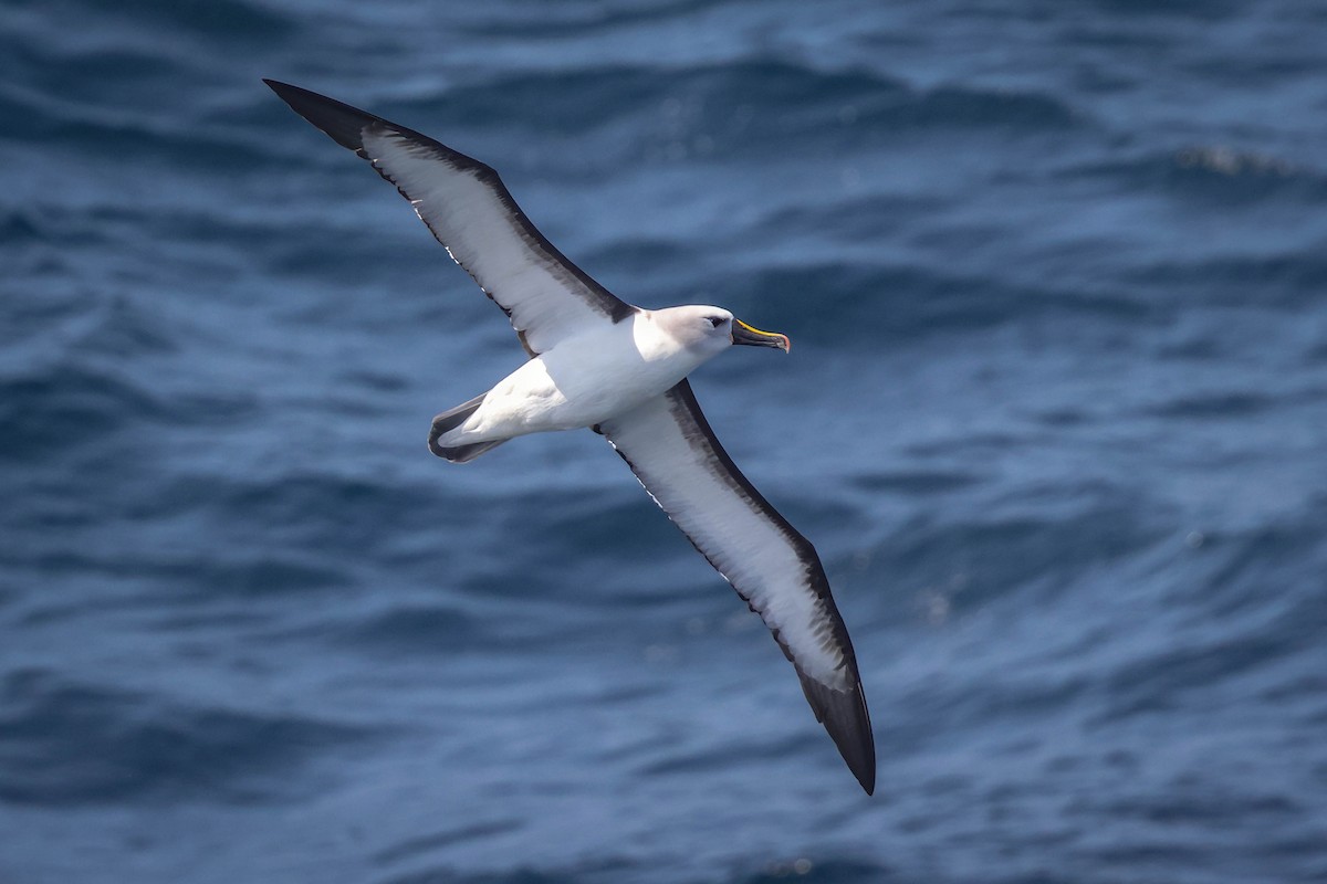 Atlantik Sarı Gagalı Albatrosu - ML618190058