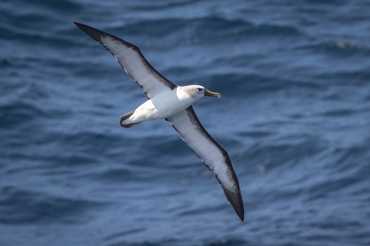 Albatros à nez jaune - ML618190058