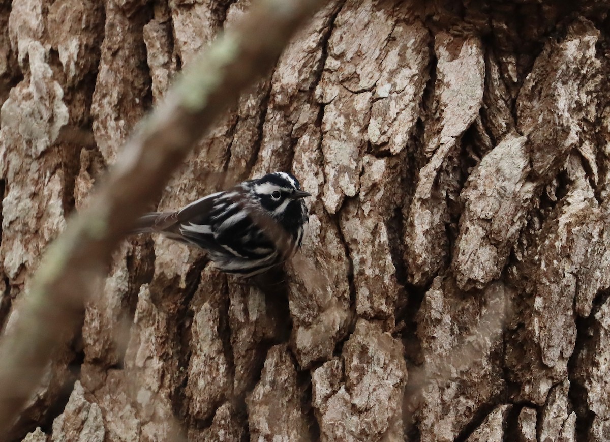 Black-and-white Warbler - Stefan Mutchnick