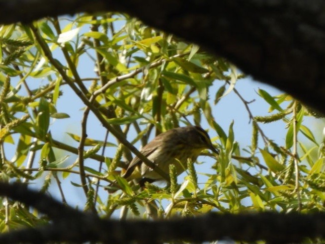 Palm Warbler - Cliff Dekdebrun