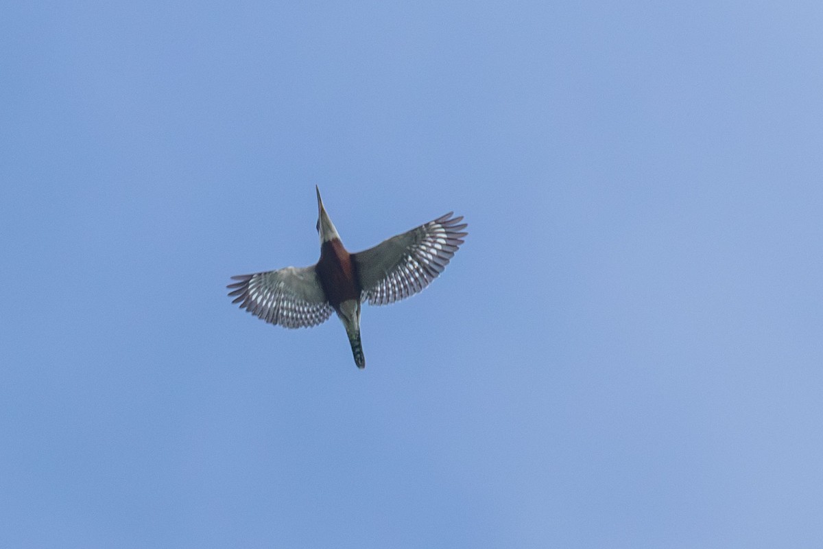 Ringed Kingfisher - Celesta von Chamier