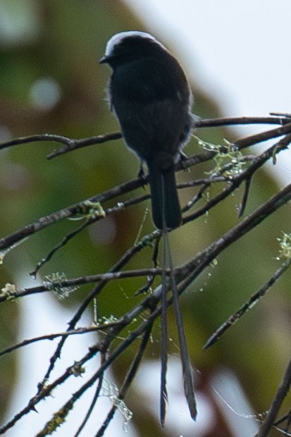 Long-tailed Tyrant - ML618190140