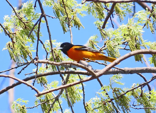 Baltimore Oriole - ML618190160