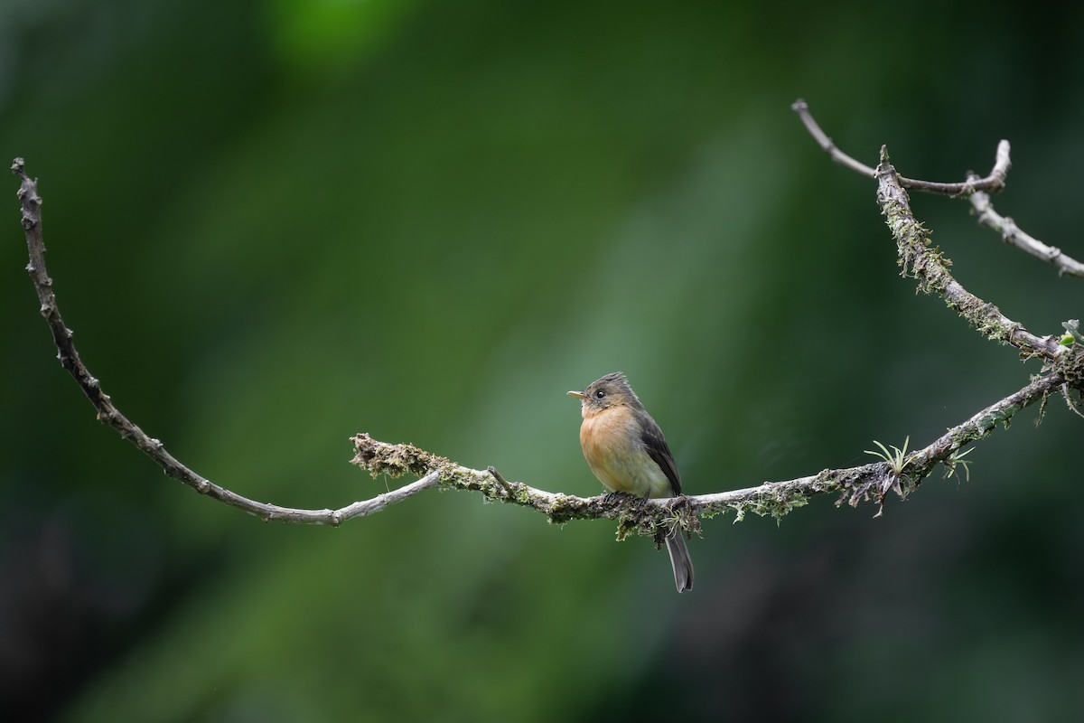 Tufted Flycatcher - Charles Thomas