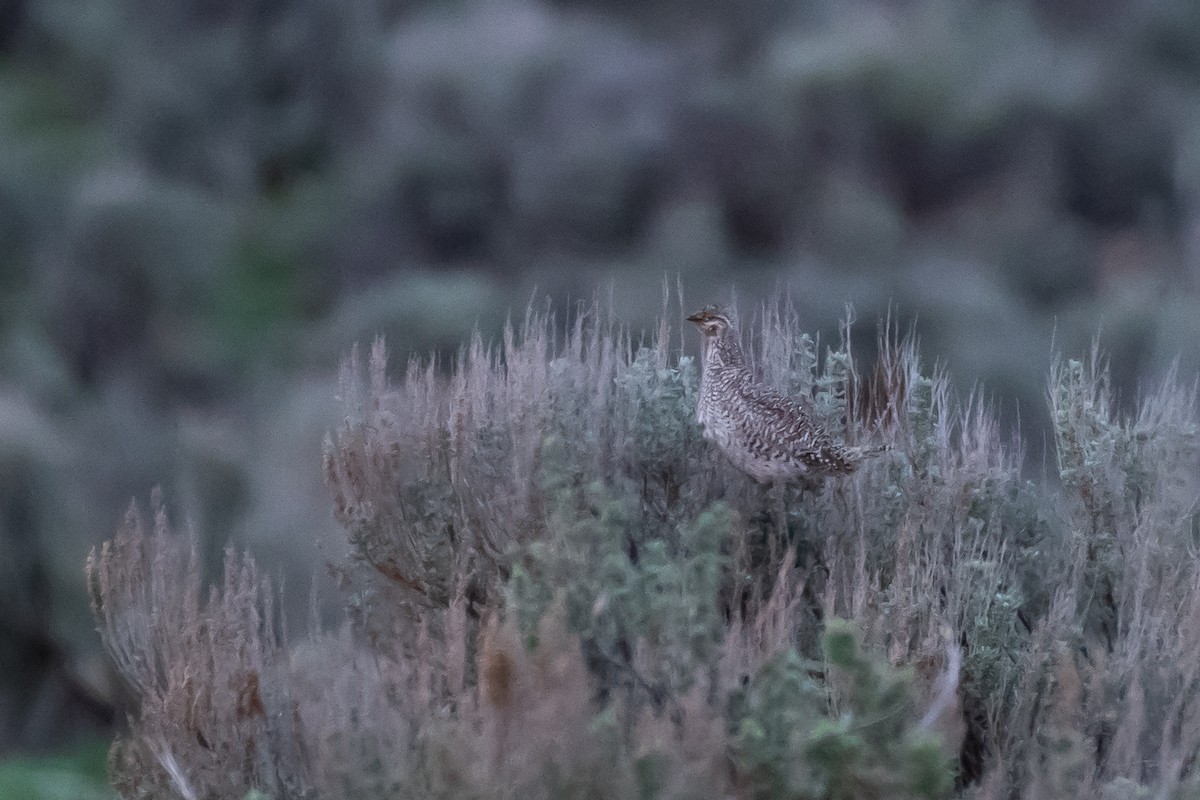 Sharp-tailed Grouse - ML618190186