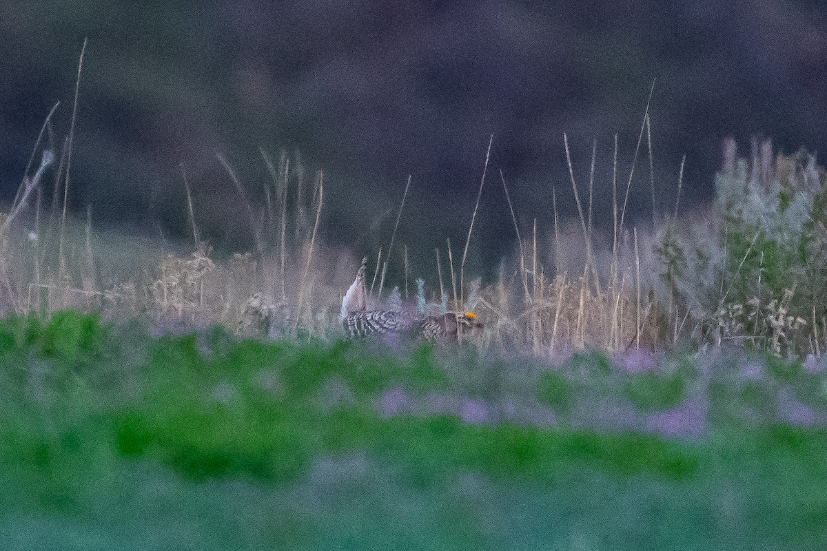 Sharp-tailed Grouse - ML618190188