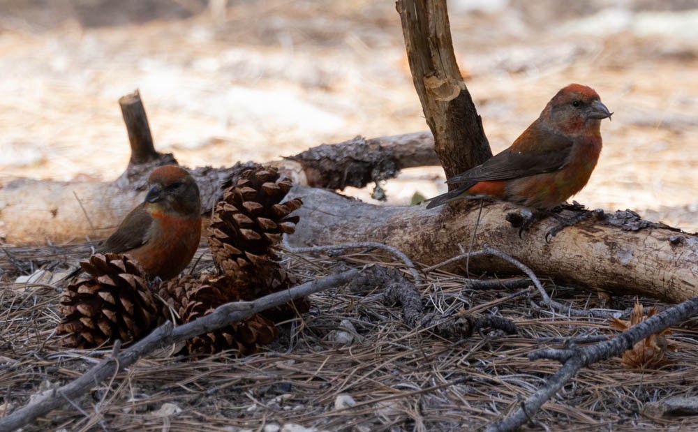 Red Crossbill - Marty Herde