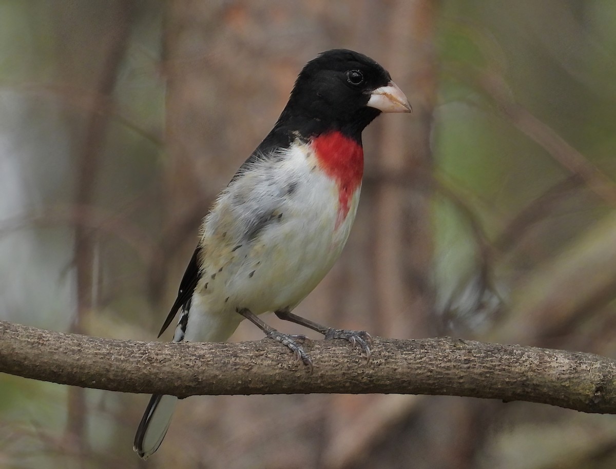 Rose-breasted Grosbeak - ML618190295