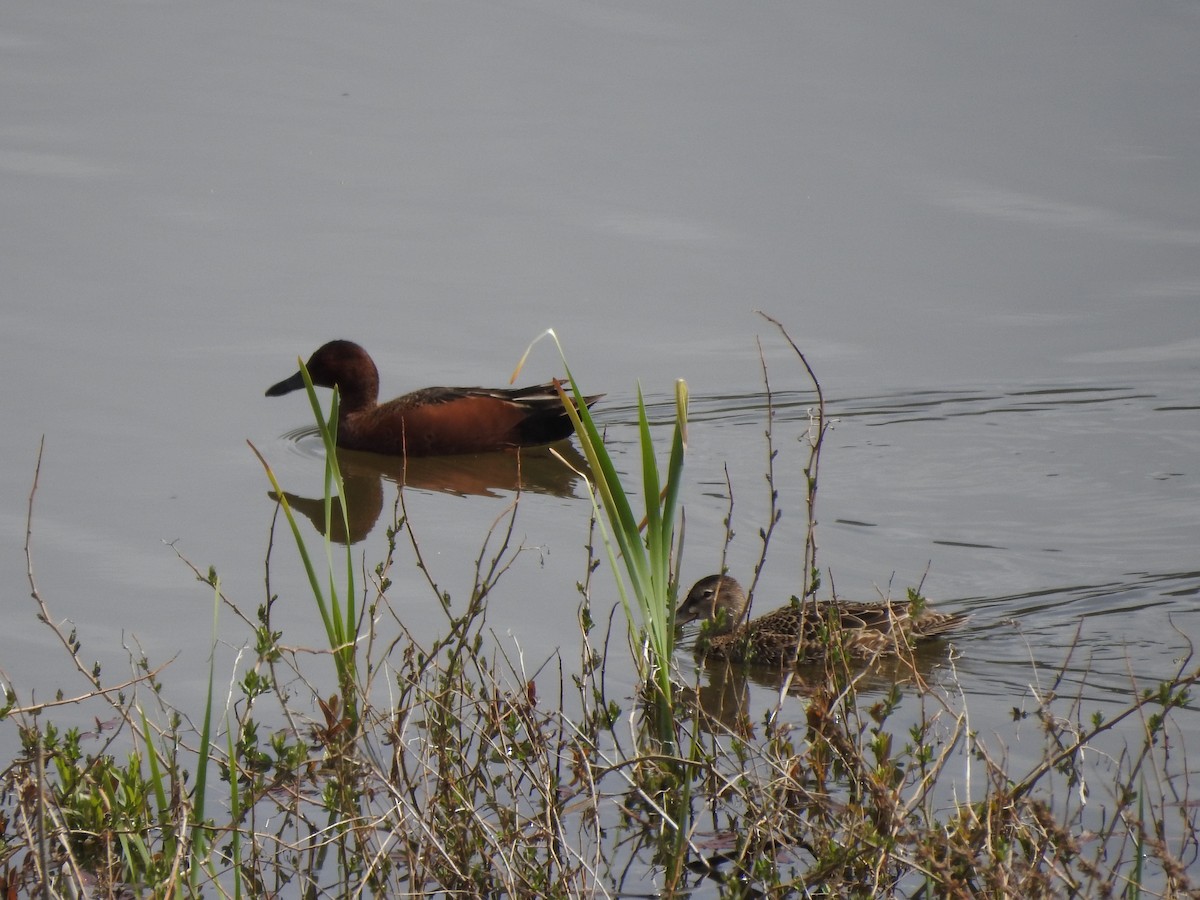 Cinnamon Teal - Jack VanDyk