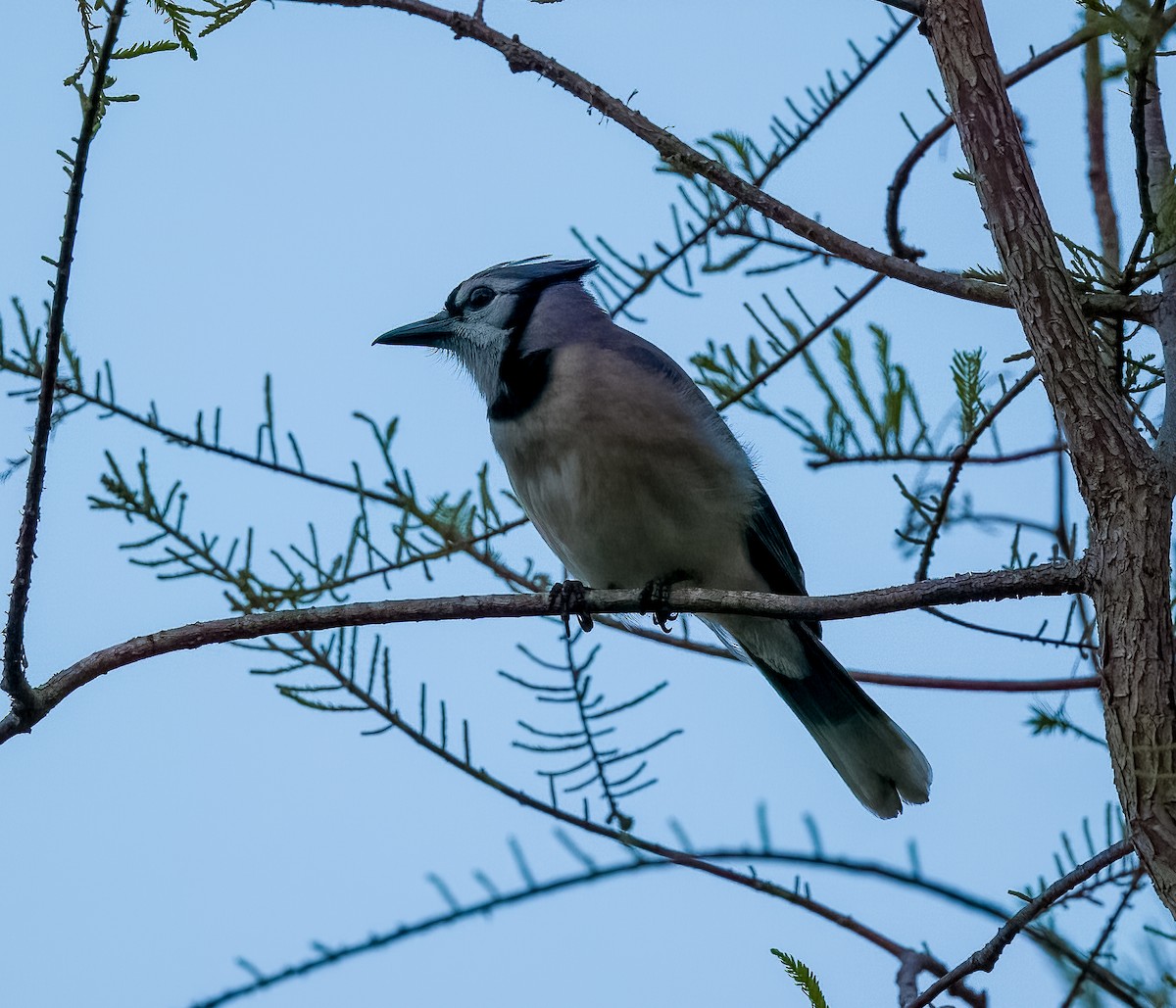 Blue Jay - Carlos Roberto Chavarria