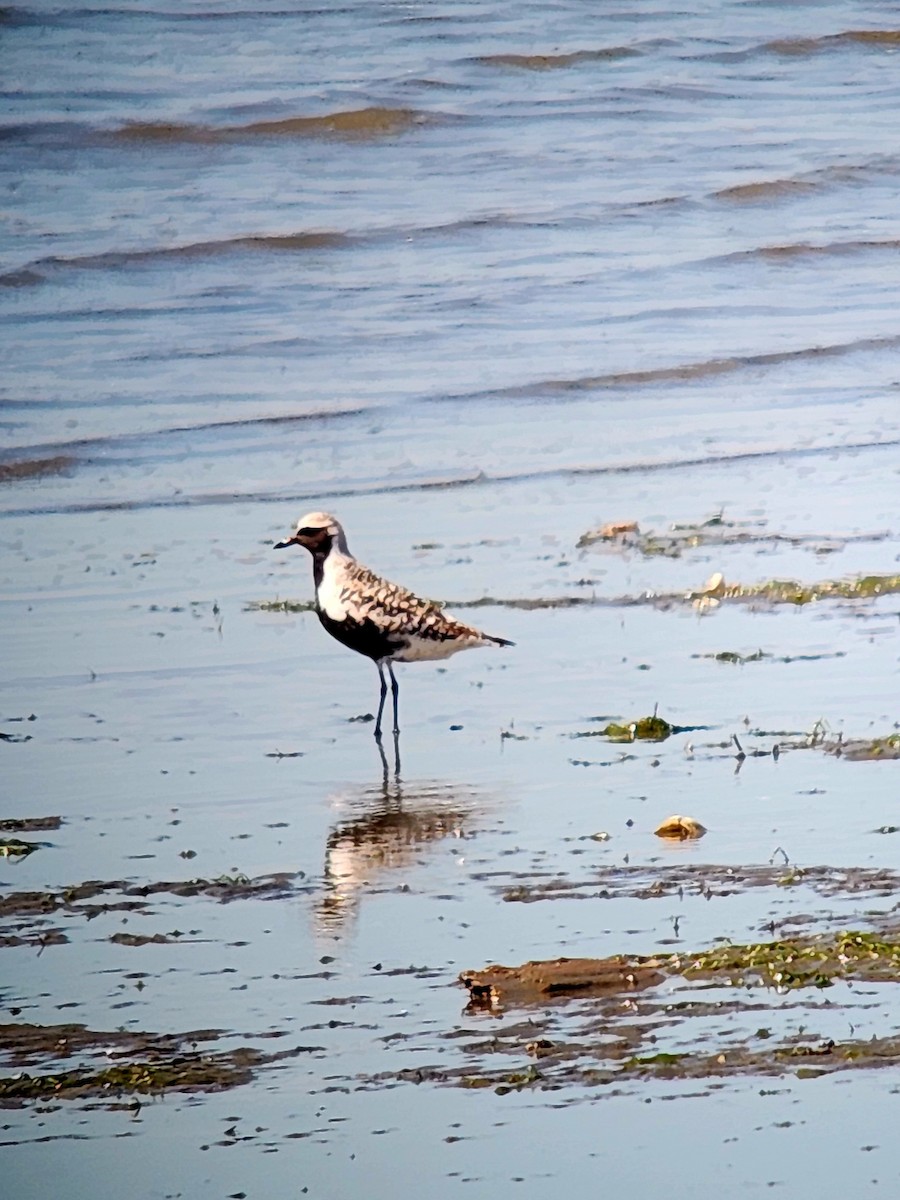 Black-bellied Plover - Robin Brinkman