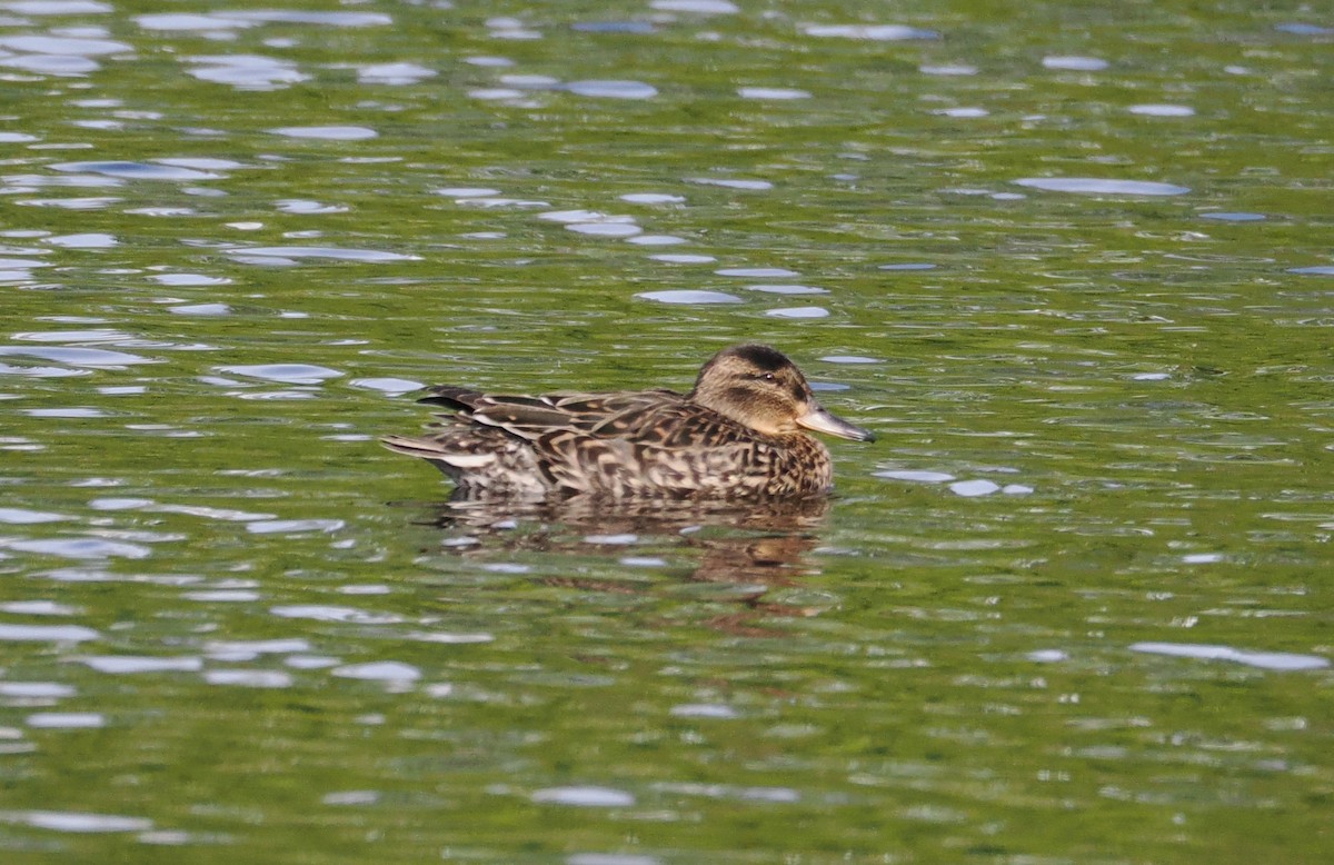 Green-winged Teal - Veronica Goidanich