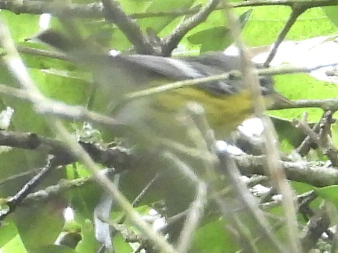 Magnolia Warbler - John Amoroso