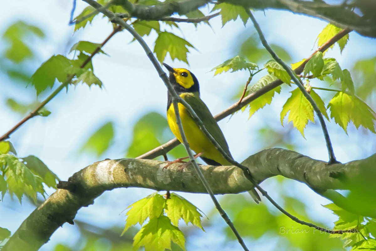 Hooded Warbler - Brian Peterman