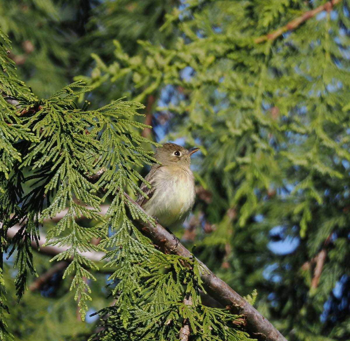 Western Flycatcher - Veronica Goidanich