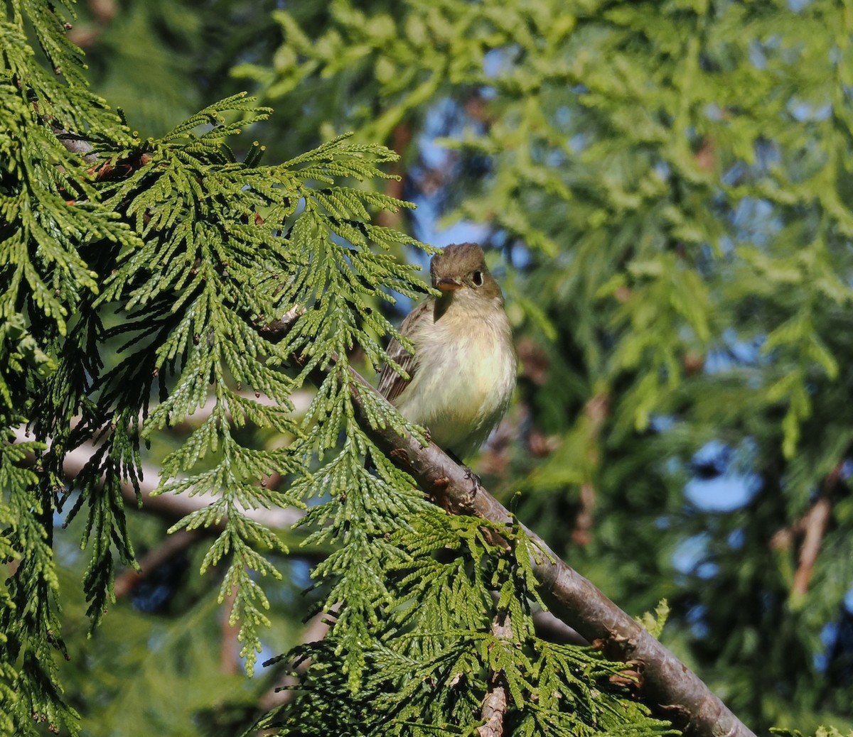 Western Flycatcher - Veronica Goidanich