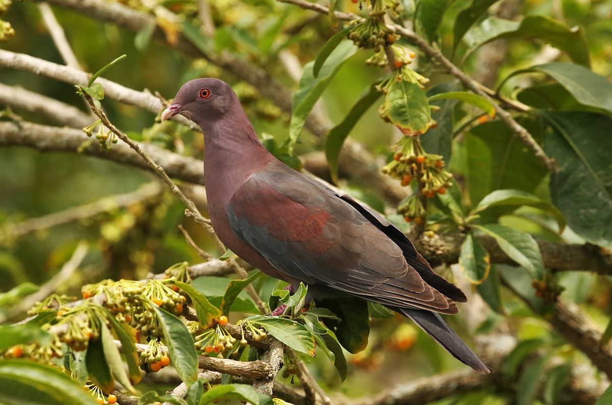 Red-billed Pigeon - John and Milena Beer