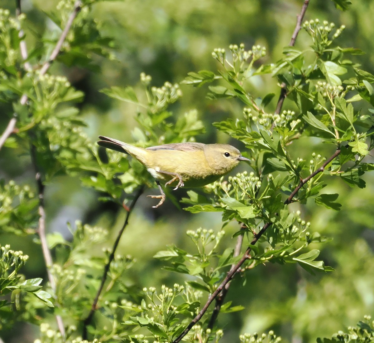 Orange-crowned Warbler - Veronica Goidanich